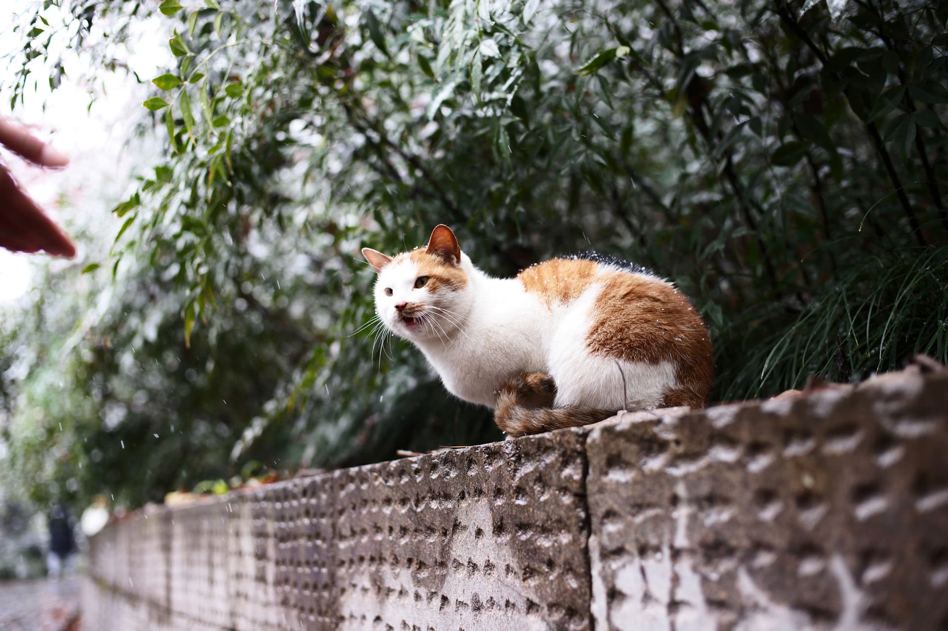Cat in the Snowy Day