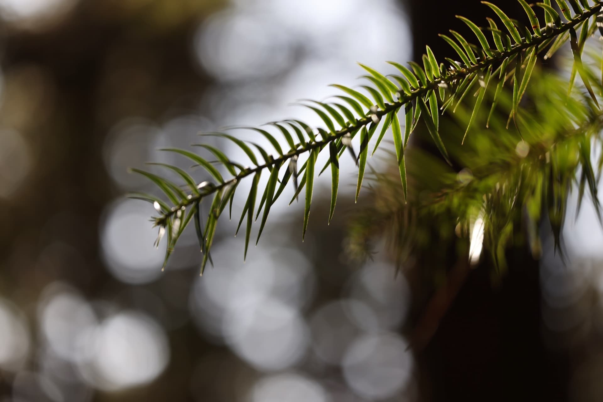 Tree branches under the light and shadow