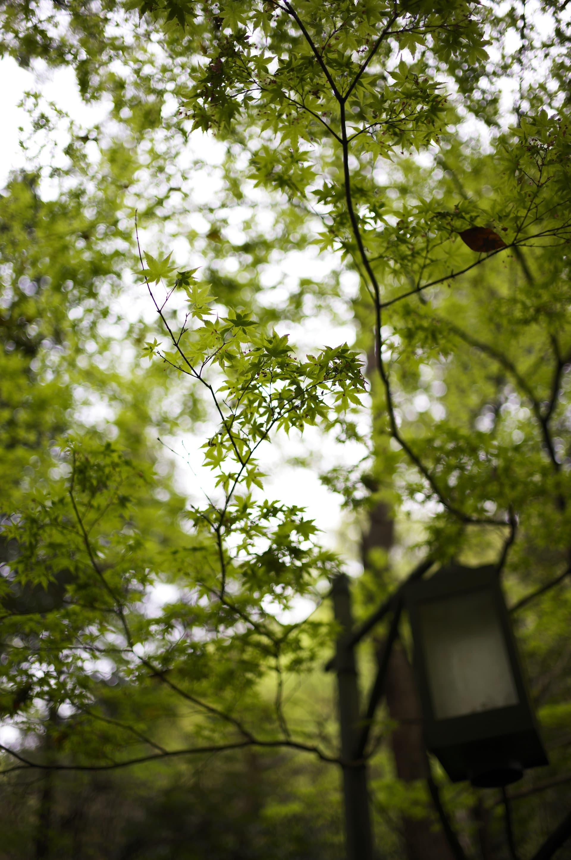 Walking through the deep forest