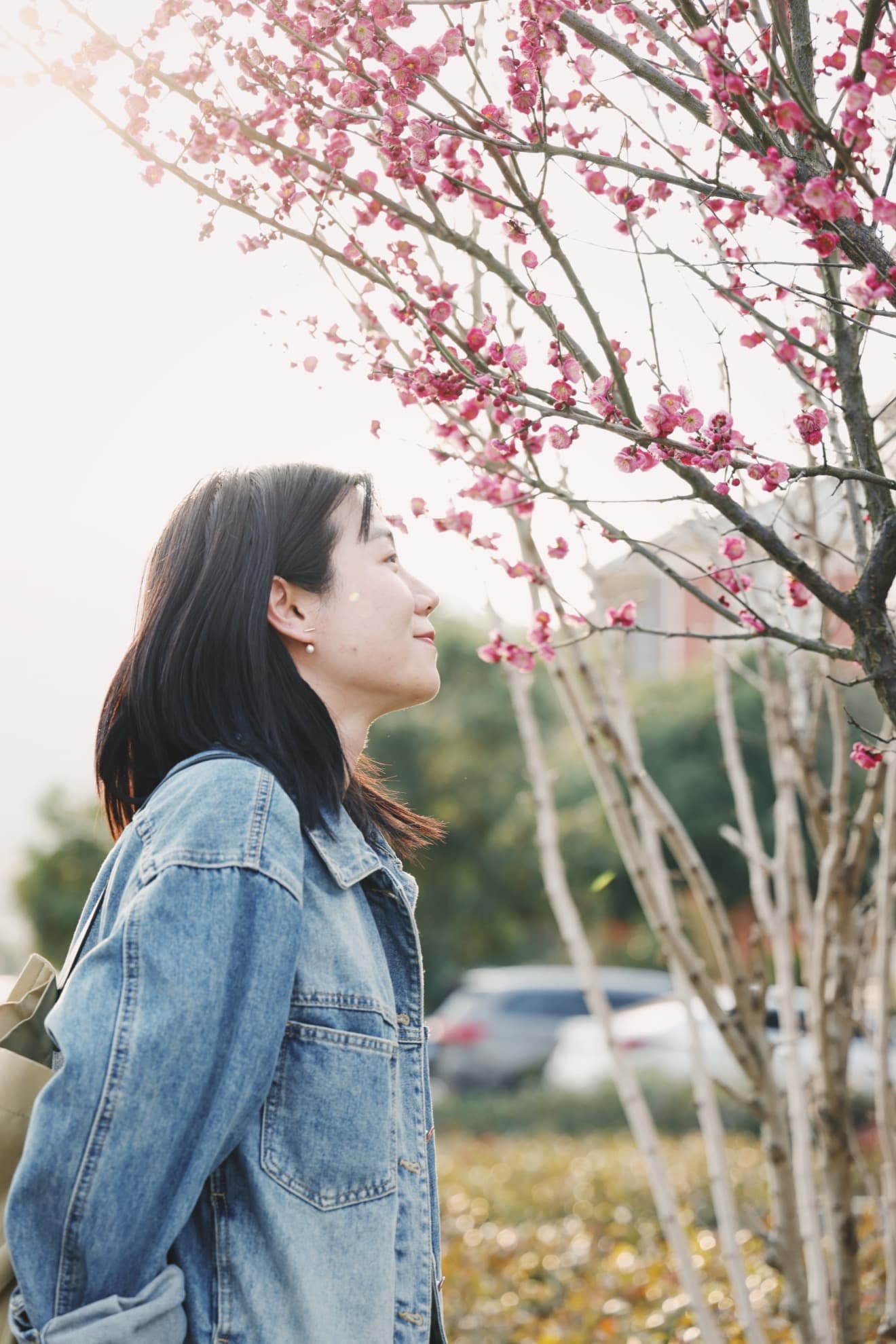Look, plum blossoms in the sun