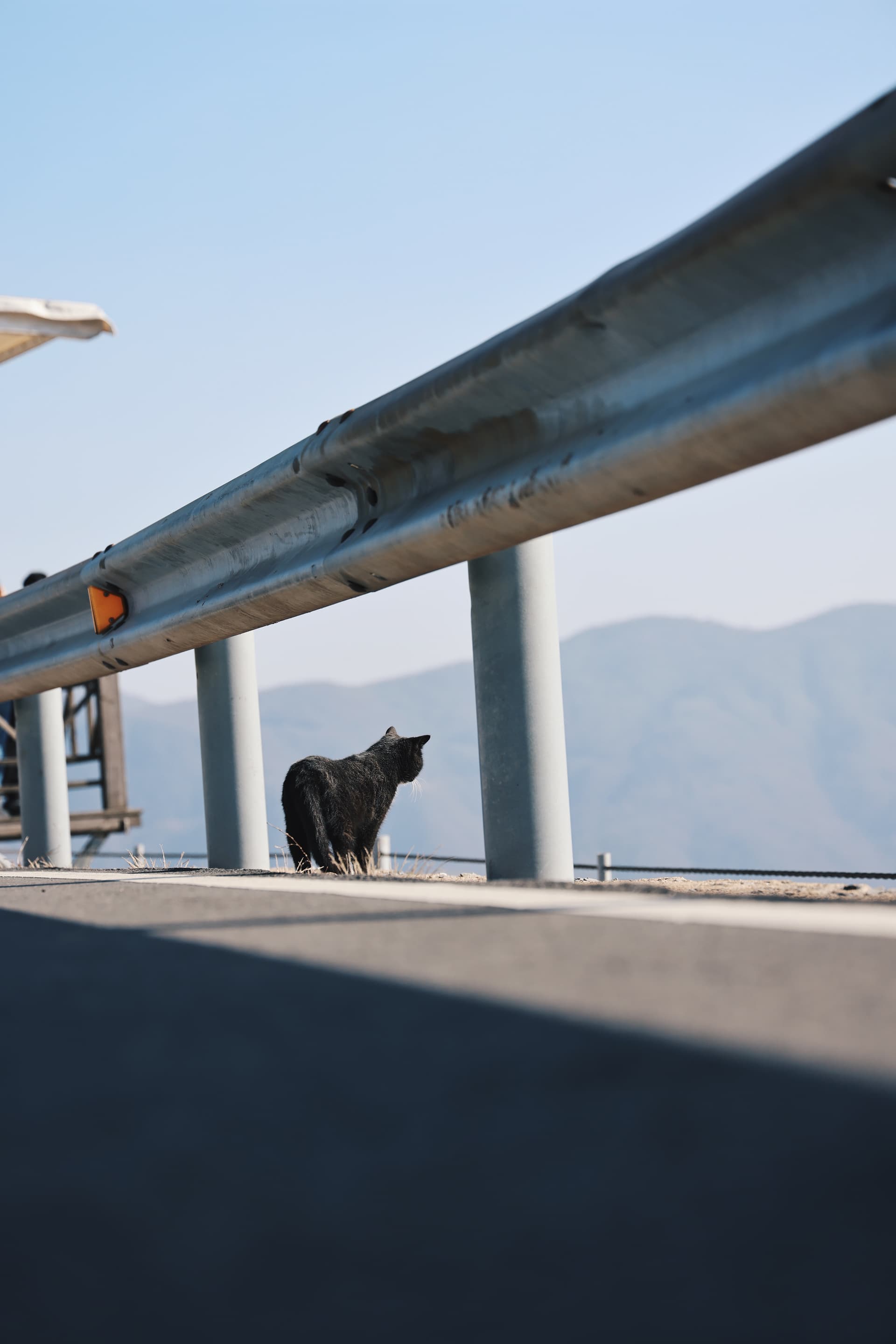 Not afraid of high cats