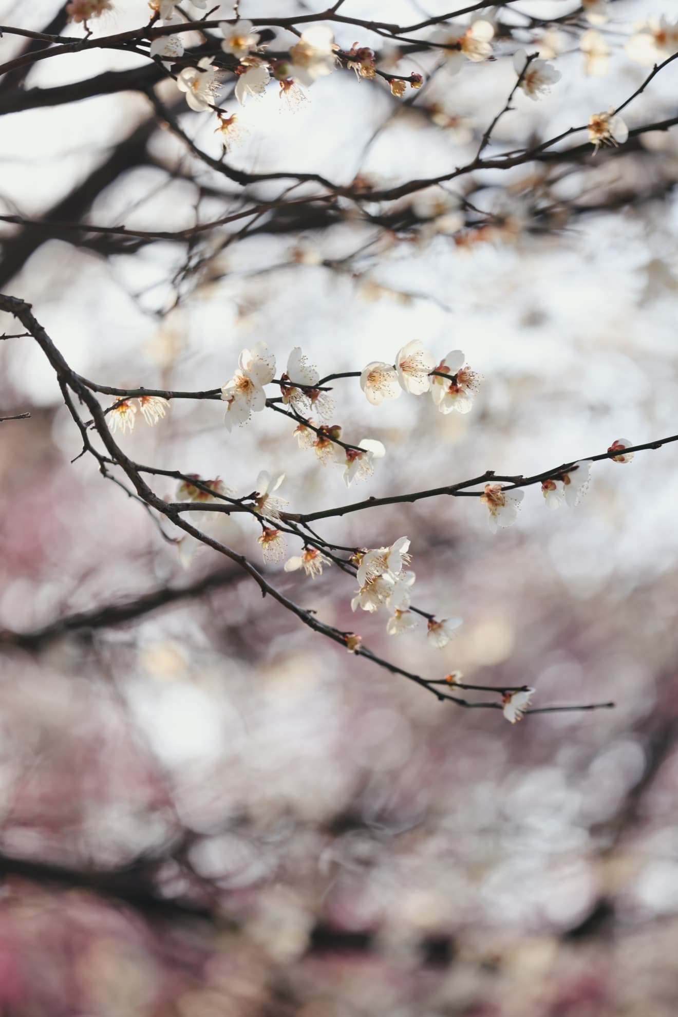 Plum blossoms all over the mountains